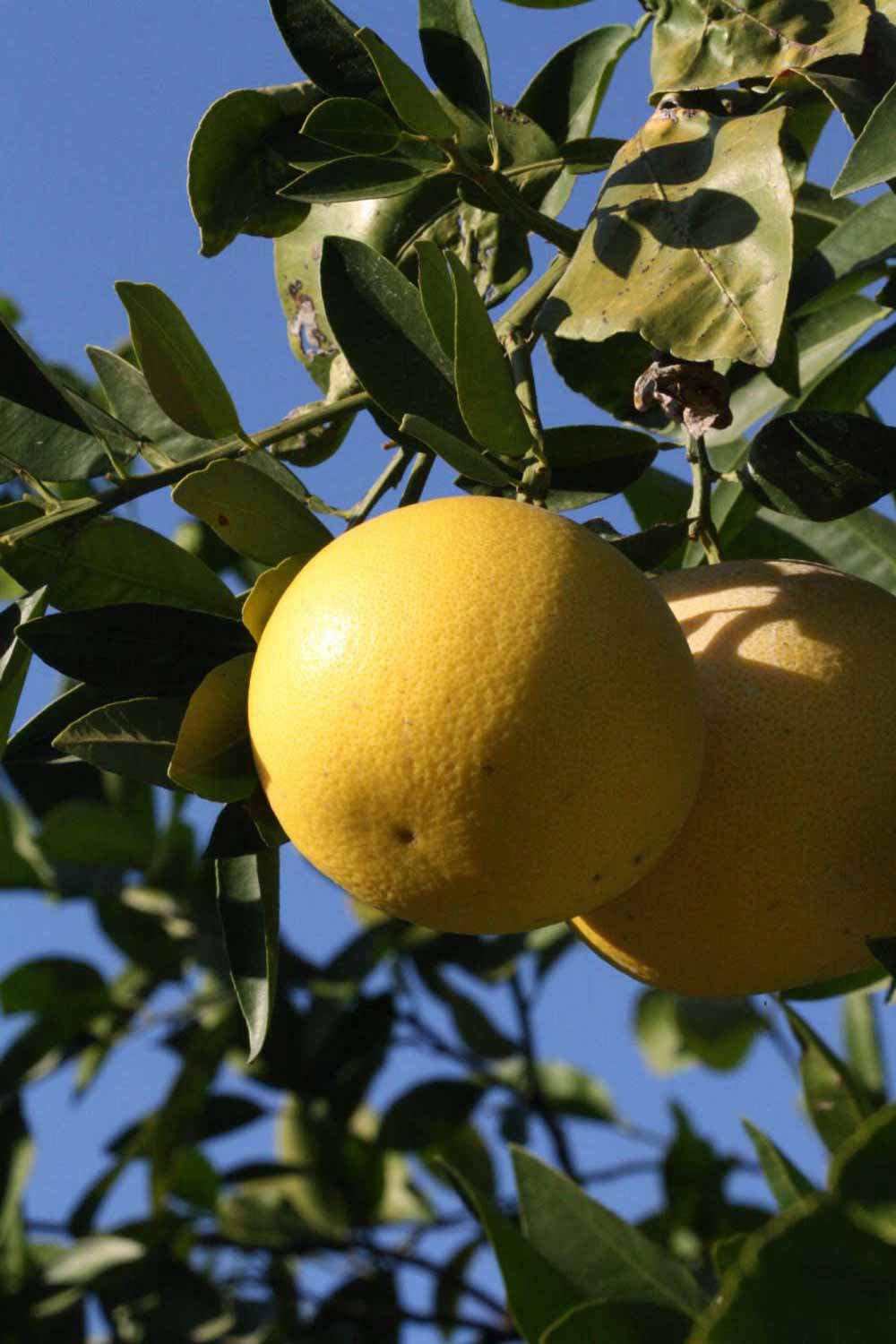            Fruit (Riverside, CA)   